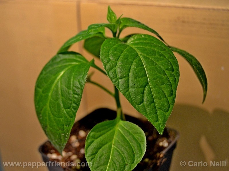 rocoto-marlene_001_pianta_06.jpg