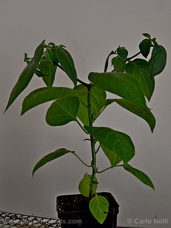 rocoto-marlene_001_pianta_07.jpg