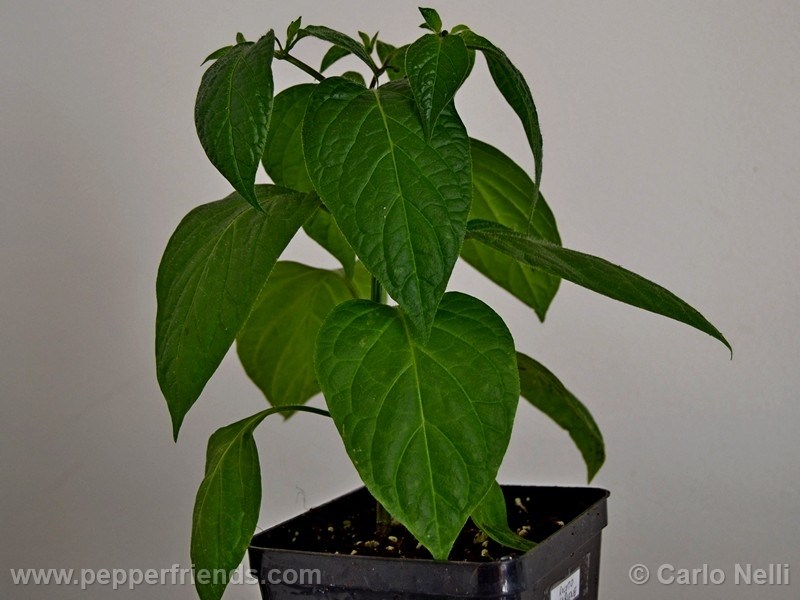 rocoto-marlene_001_pianta_08.jpg