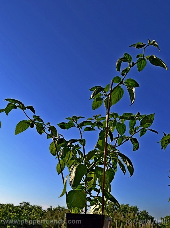 rocoto-marlene_001_pianta_09.jpg
