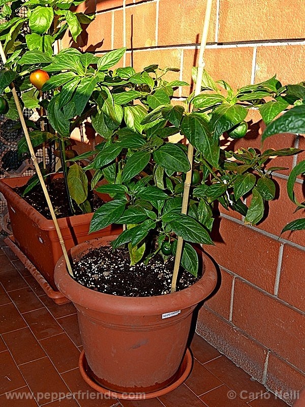 rocoto-marlene_001_pianta_10.jpg
