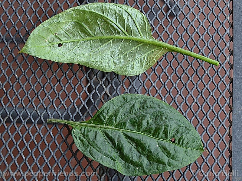 rocoto-marlene_001_pianta_11.jpg