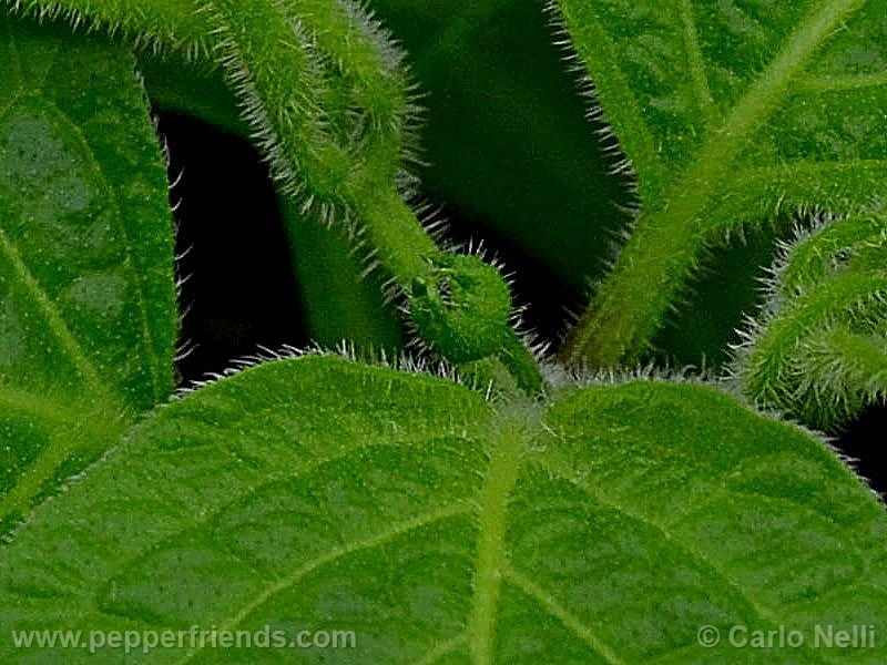 rocoto-marlene_001_pianta_12.jpg