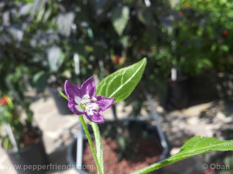 rocoto-marlene_001_fiore_01.jpg