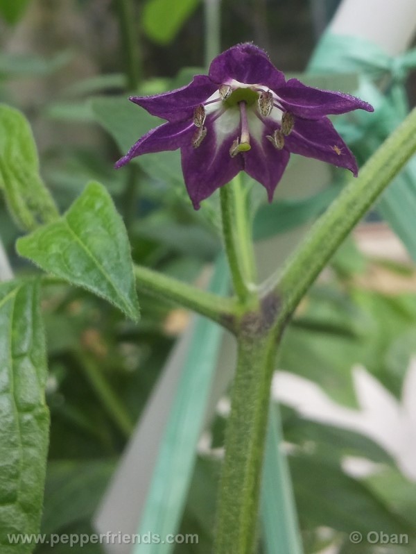 rocoto-marlene_001_fiore_03.jpg