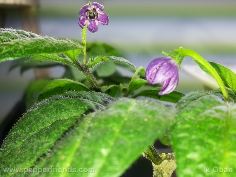 rocoto-marlene_001_fiore_05.jpg