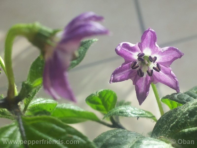 rocoto-marlene_001_fiore_06.jpg