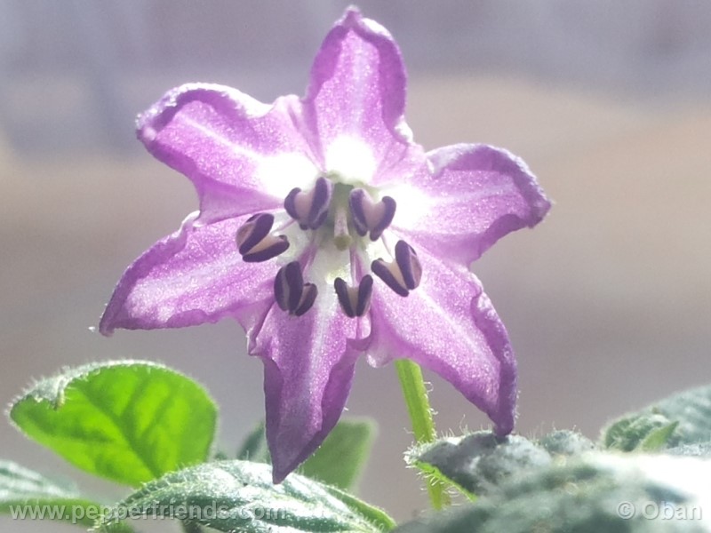 rocoto-marlene_001_fiore_07.jpg