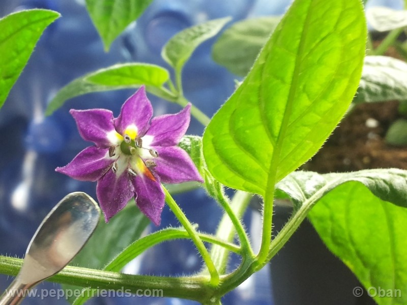 rocoto-marlene_001_fiore_09.jpg