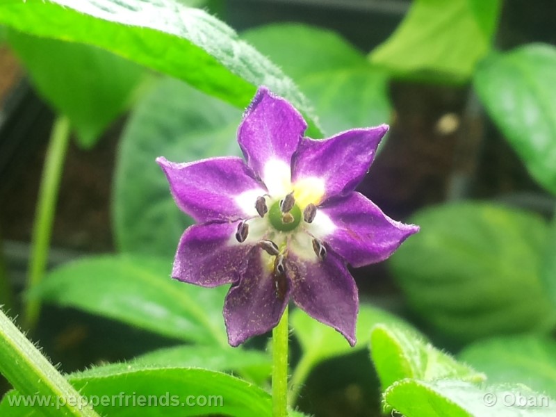 rocoto-marlene_001_fiore_10.jpg