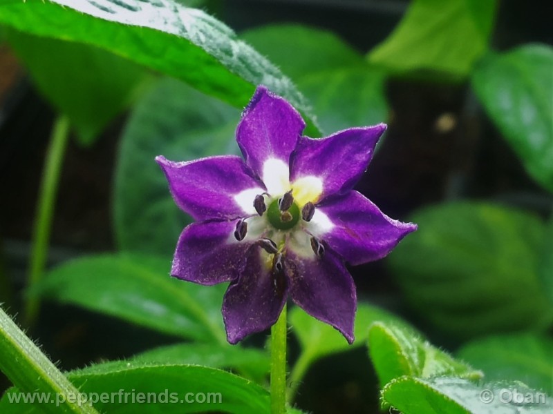 rocoto-marlene_001_fiore_11.jpg