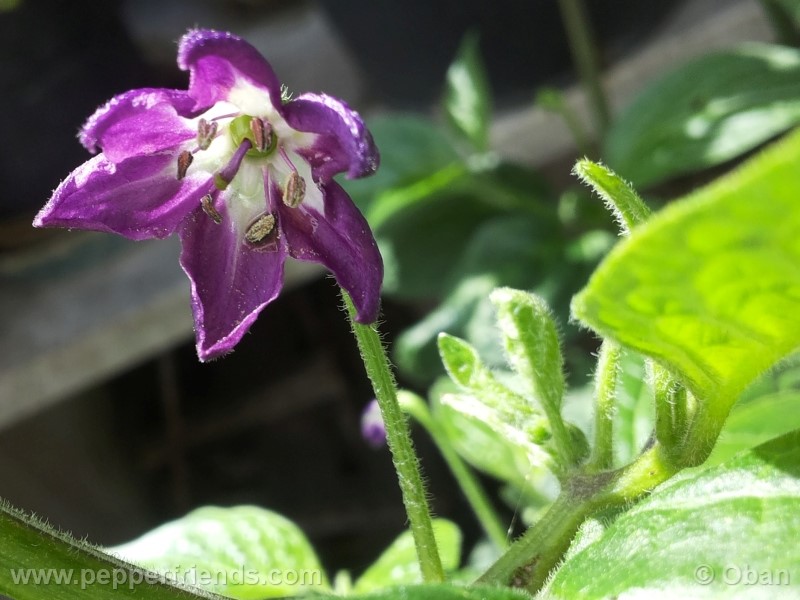 rocoto-marlene_001_fiore_16.jpg