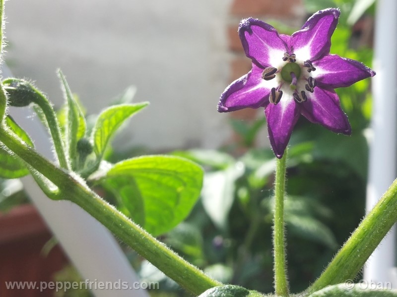 rocoto-marlene_001_fiore_17.jpg