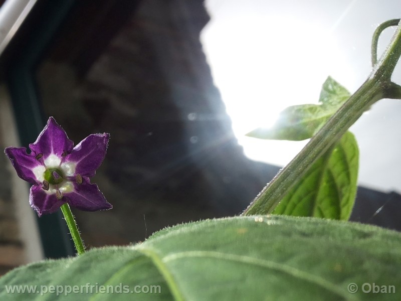 rocoto-marlene_001_fiore_18.jpg