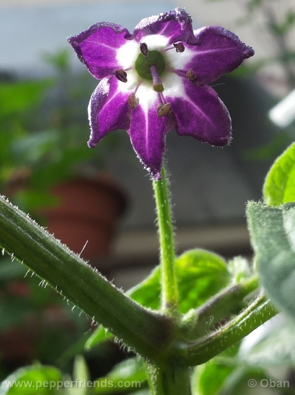 rocoto-marlene_001_fiore_19.jpg
