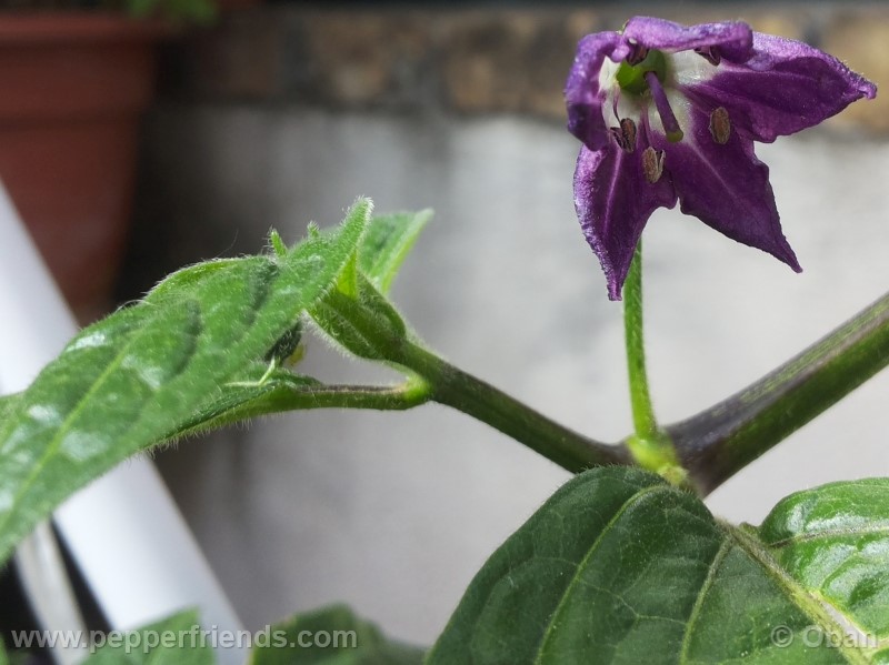 rocoto-marlene_001_fiore_20.jpg