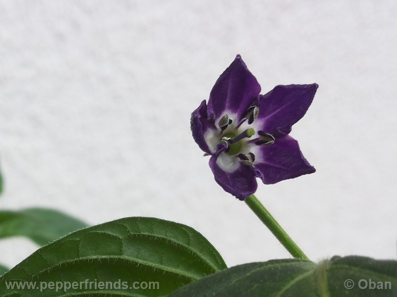 rocoto-marlene_001_fiore_21.jpg