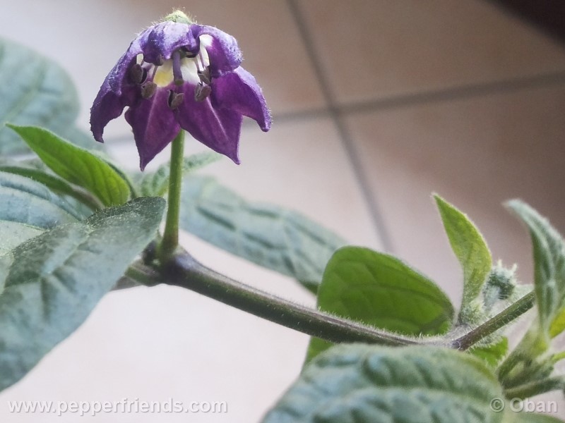 rocoto-marlene_001_fiore_24.jpg