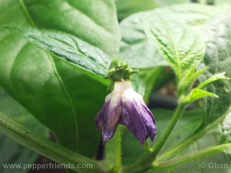 rocoto-marlene_001_fiore_26.jpg