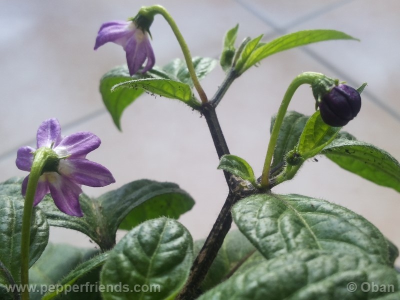 rocoto-marlene_001_fiore_28.jpg