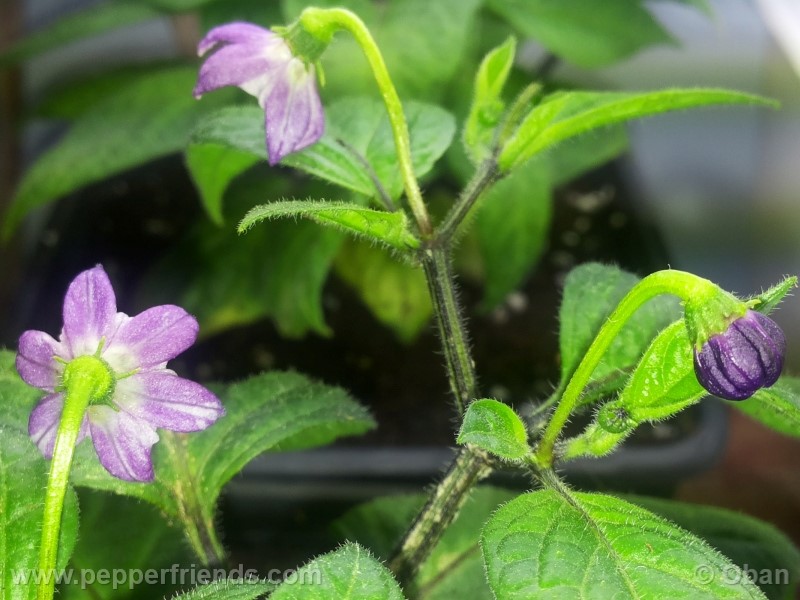 rocoto-marlene_001_fiore_30.jpg