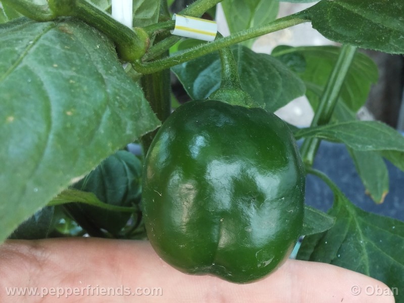 rocoto-marlene_001_frutto_10.jpg