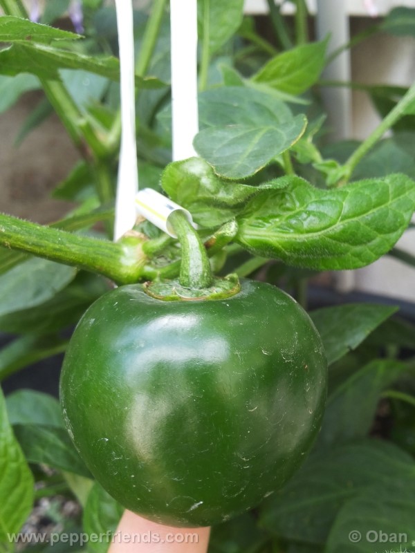 rocoto-marlene_001_frutto_16.jpg