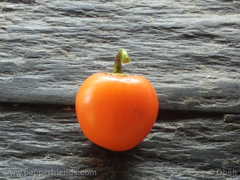 rocoto-marlene_001_frutto_19.jpg