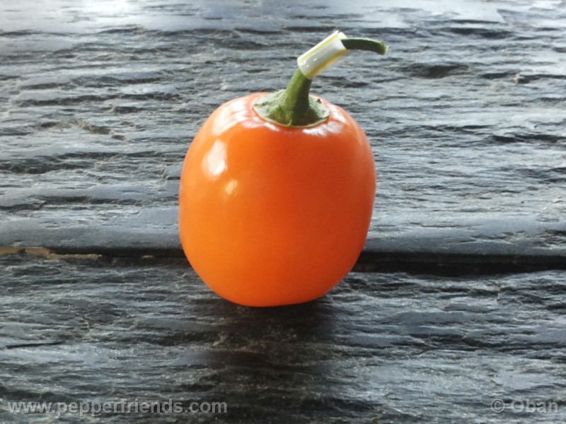 rocoto-marlene_001_frutto_21.jpg