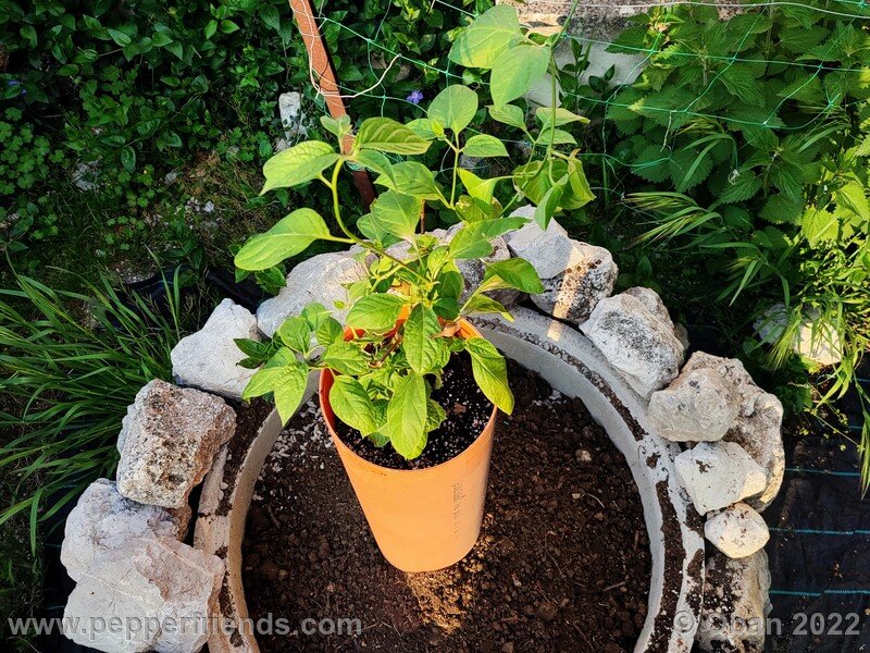 rocoto-marlene_003_5_1125136826_Peperoncini2022-0175.jpg