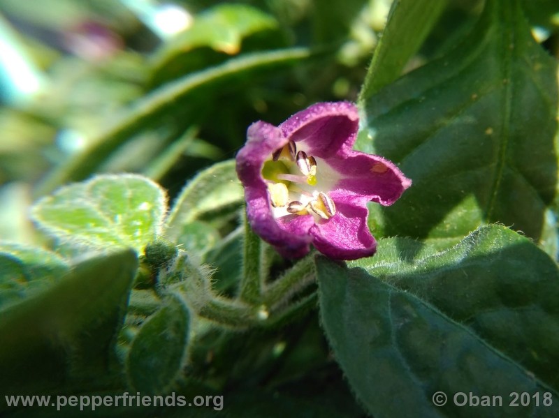 rocoto-mini-brown_002_fiore_02.jpg