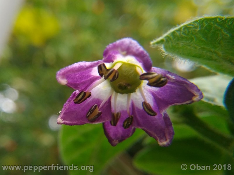 rocoto-mini-brown_002_fiore_04.jpg