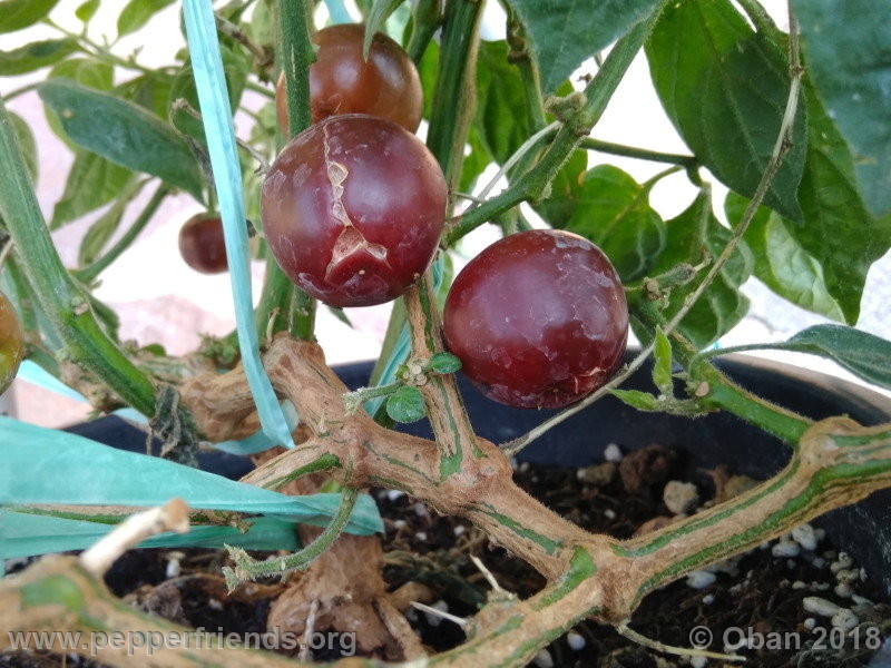 rocoto-mini-brown_002_frutto_05.jpg