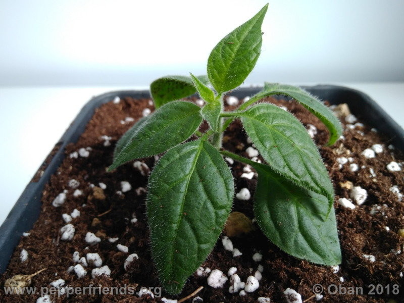 rocoto-mini-brown_002_pianta_03.jpg