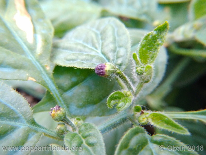 rocoto-mini-brown_002_pianta_07.jpg