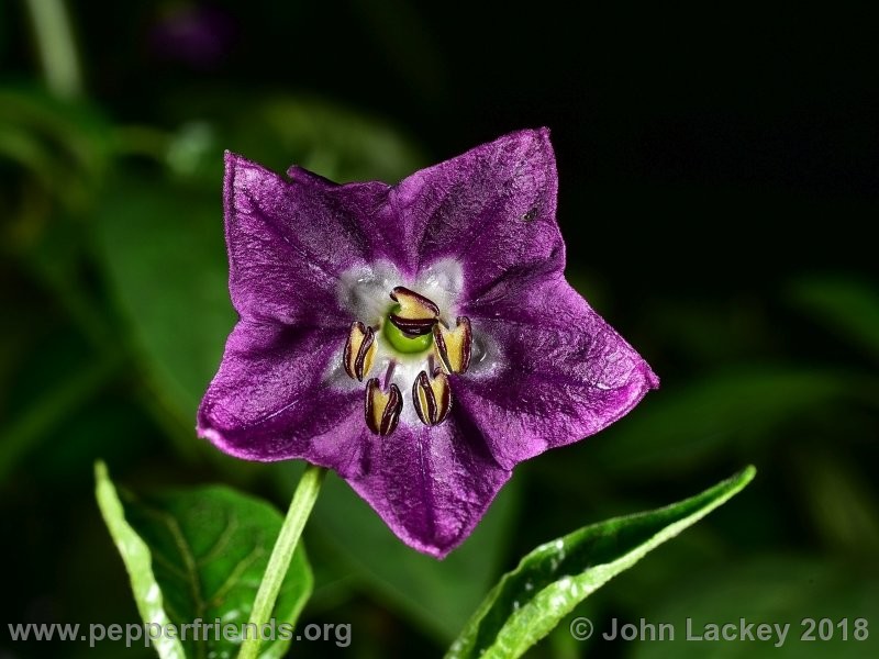 rocoto-mini-olive_001_fiore_01.jpg