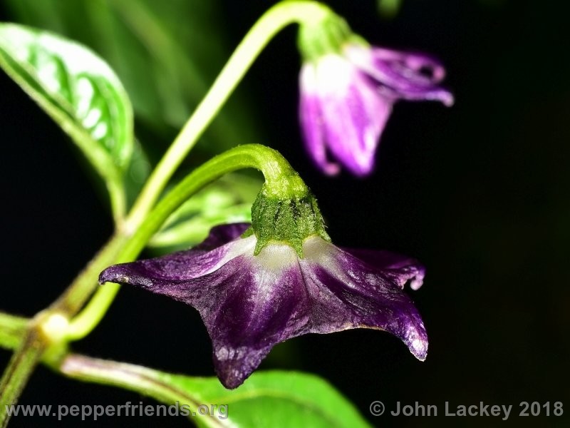 rocoto-mini-olive_001_fiore_02.jpg