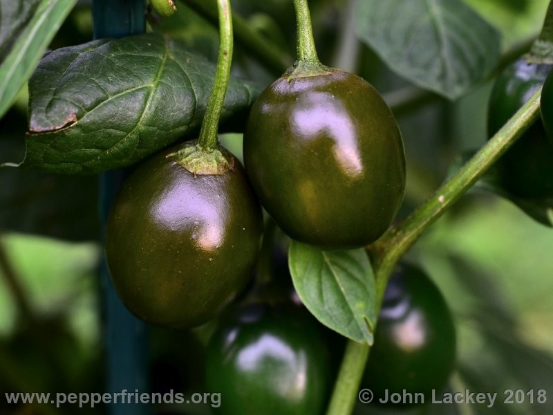 Rocoto Mini Olive