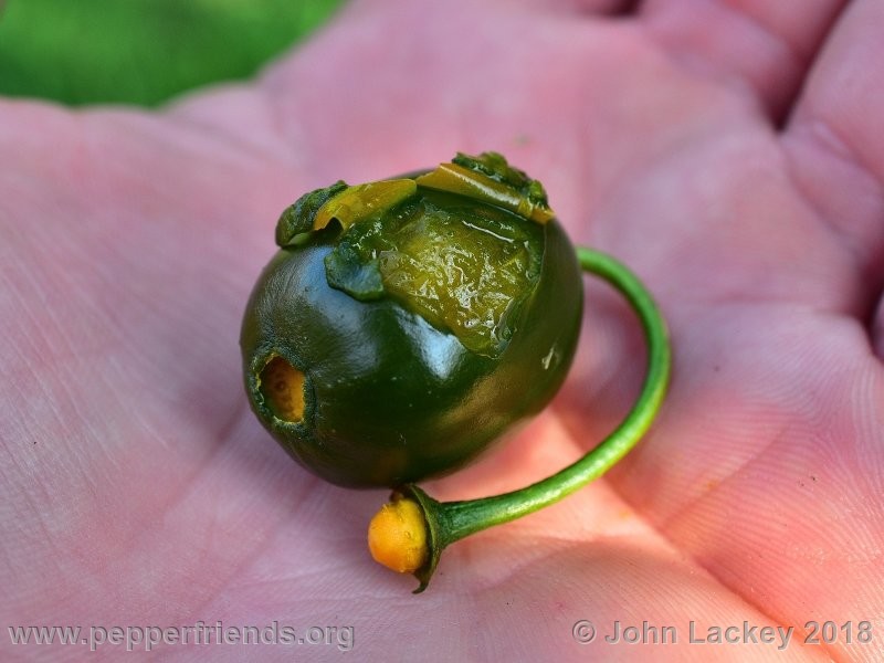 rocoto-mini-olive_001_frutto_11.jpg