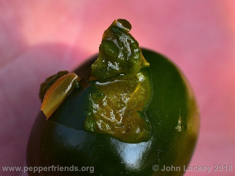 rocoto-mini-olive_001_frutto_12.jpg