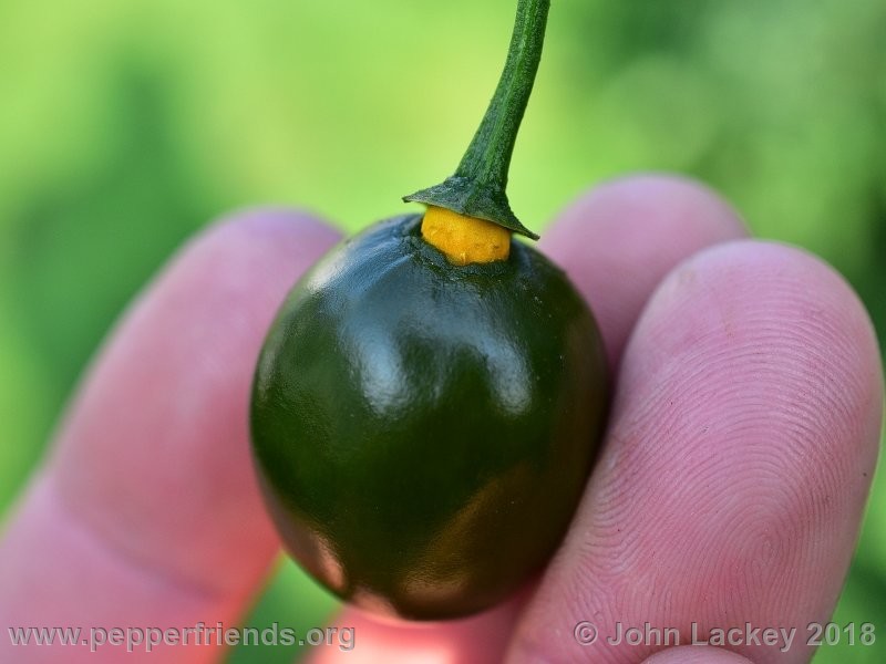 rocoto-mini-olive_001_frutto_13.jpg