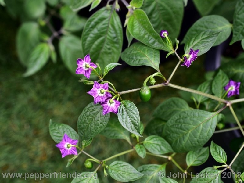 rocoto-mini-olive_001_pianta_03.jpg