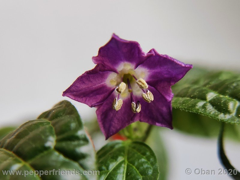 rocoto-mini-olive_002_fiore_12.jpg