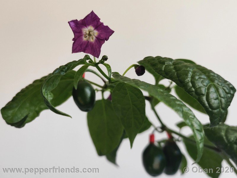 rocoto-mini-olive_002_fiore_13.jpg