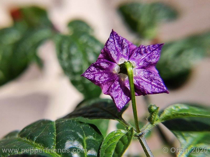 rocoto-mini-olive_002_fiore_15.jpg