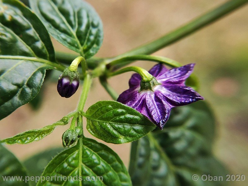 rocoto-mini-olive_002_fiore_20.jpg