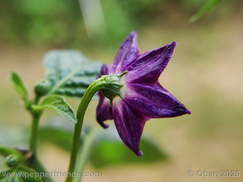 rocoto-mini-olive_002_fiore_22.jpg