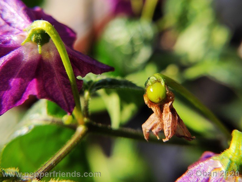 rocoto-mini-olive_002_frutto_01.jpg