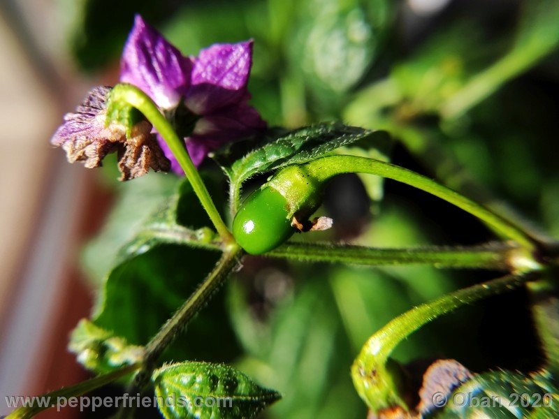 rocoto-mini-olive_002_frutto_02.jpg