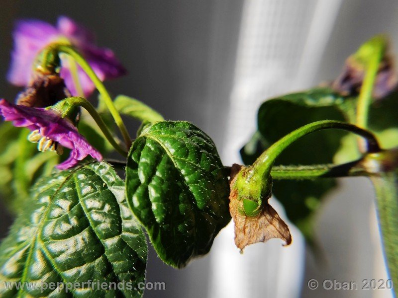 rocoto-mini-olive_002_frutto_03.jpg